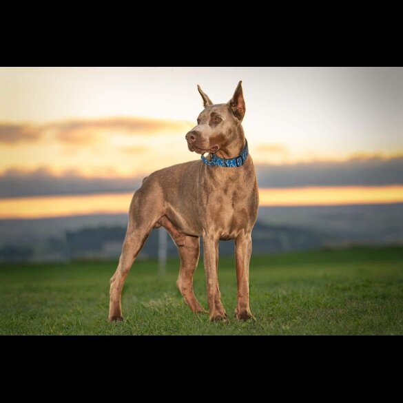 Doberman - Both
