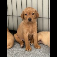 Labrador Retriever - Both