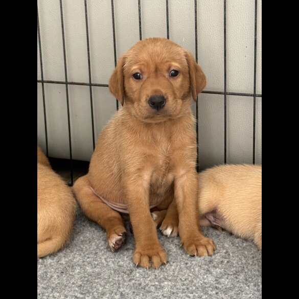 Labrador Retriever - Both