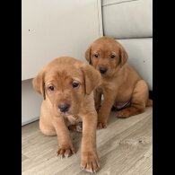 Labrador Retriever - Both