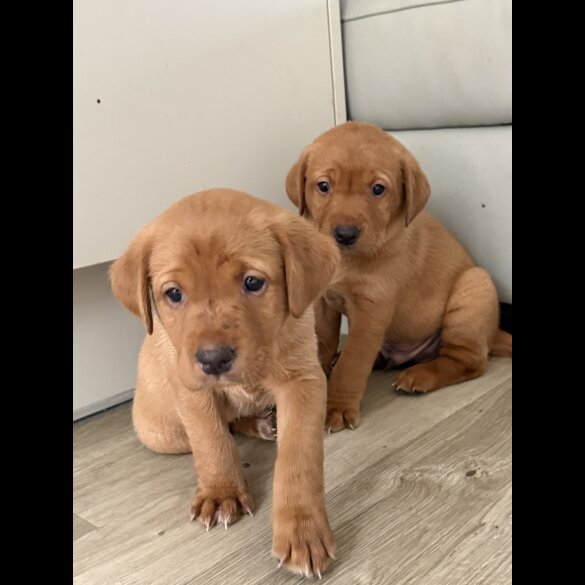 Labrador Retriever - Both