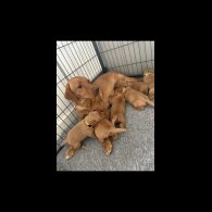 Labrador Retriever - Both