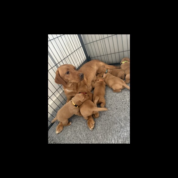Labrador Retriever - Both