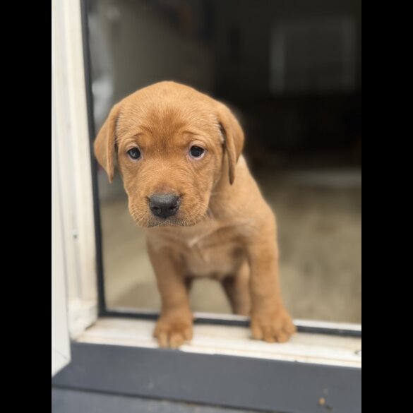 Labrador Retriever - Both