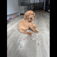 Labrador Retriever - Both