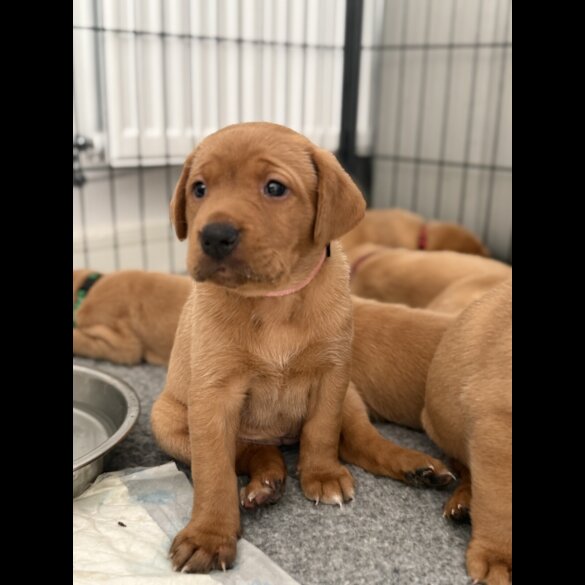 Labrador Retriever - Both