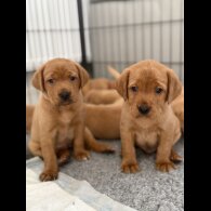 Labrador Retriever - Both