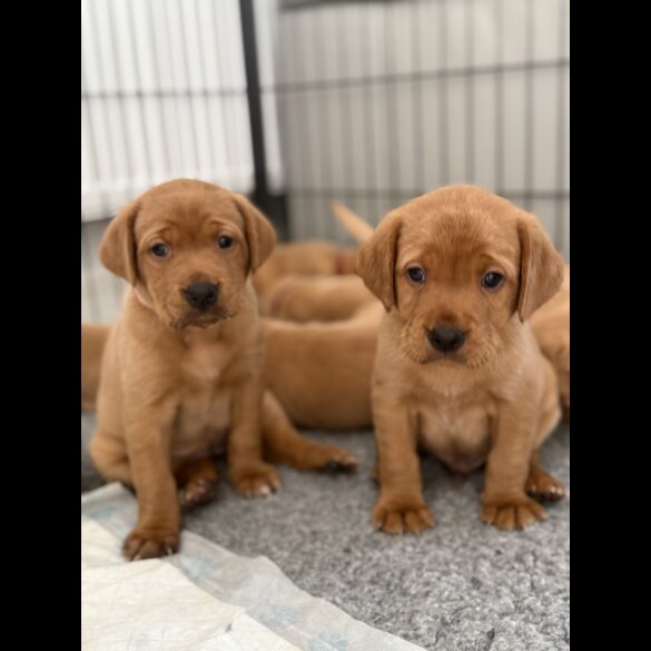 Labrador Retriever - Both