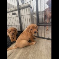 Labrador Retriever - Both