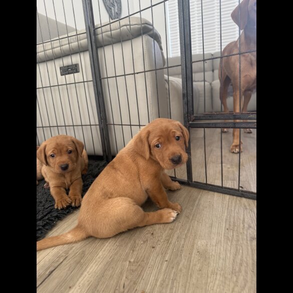 Labrador Retriever - Both