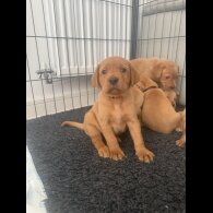 Labrador Retriever - Both