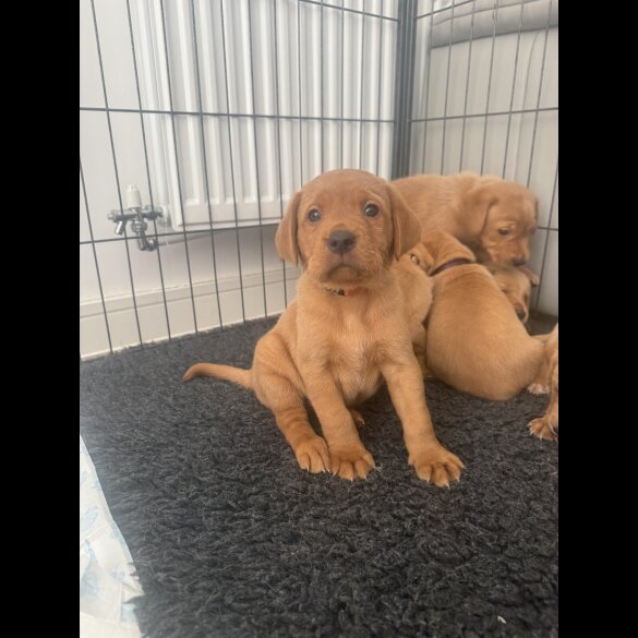 Labrador Retriever - Both