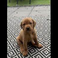 Labrador Retriever - Both