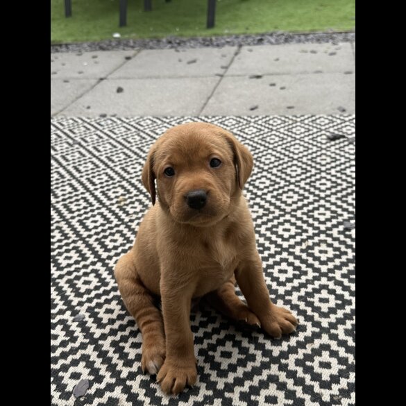 Labrador Retriever - Both