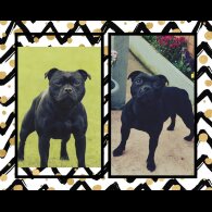 Staffordshire Bull Terrier - Dogs