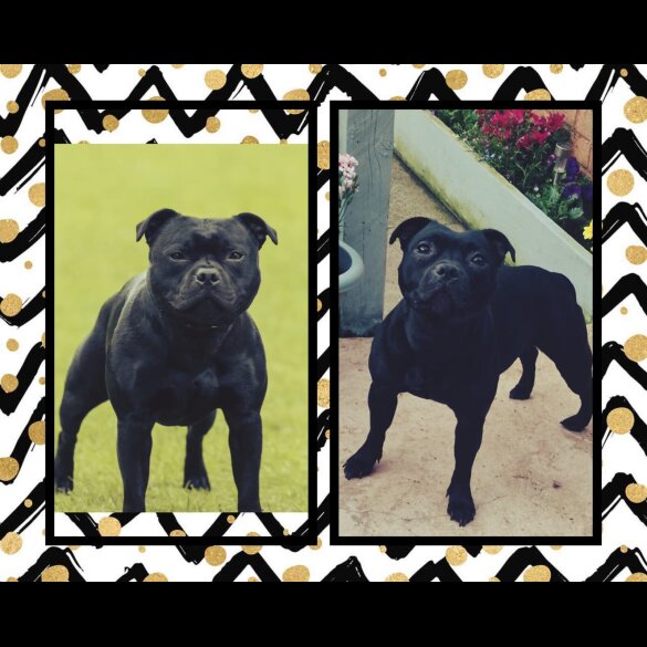 Staffordshire Bull Terrier - Dogs