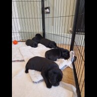 Staffordshire Bull Terrier - Dogs