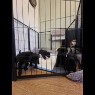 Staffordshire Bull Terrier - Dogs