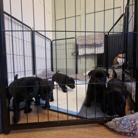 Staffordshire Bull Terrier - Dogs