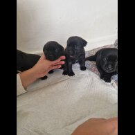 Staffordshire Bull Terrier - Dogs