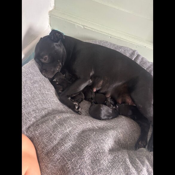 Staffordshire Bull Terrier - Dogs
