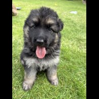 German Shepherd (Alsatian) - Both