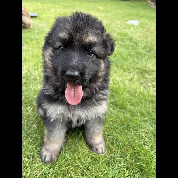 German Shepherd (Alsatian) - Both