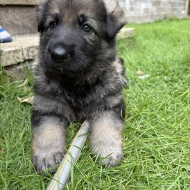 German Shepherd (Alsatian) - Dogs