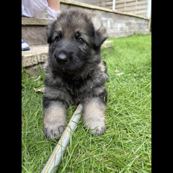 German Shepherd (Alsatian) - Both