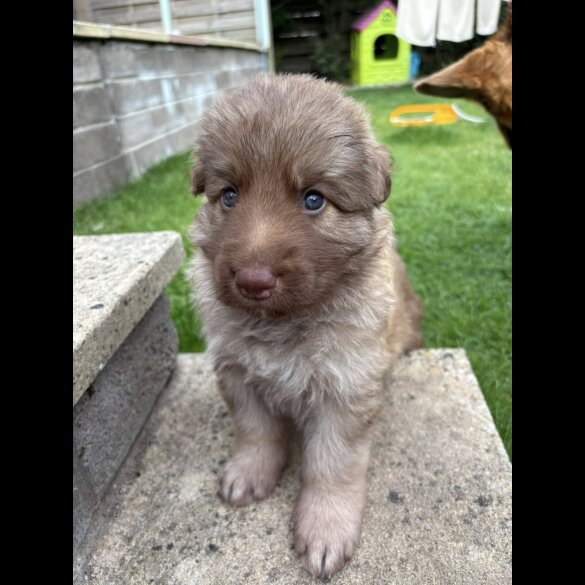 German Shepherd (Alsatian) - Both