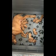 Hungarian Vizsla - Both