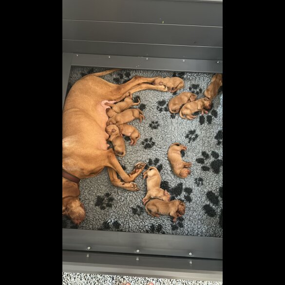 Hungarian Vizsla - Both