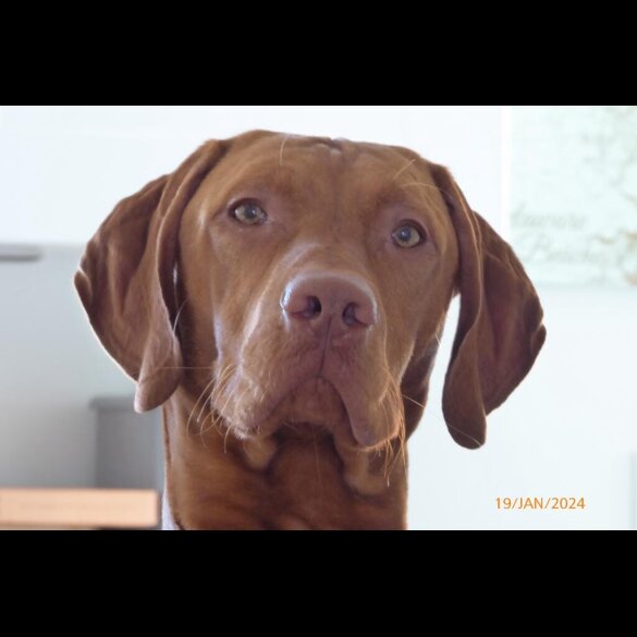 Hungarian Vizsla - Both