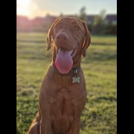 Hungarian Vizsla - Both