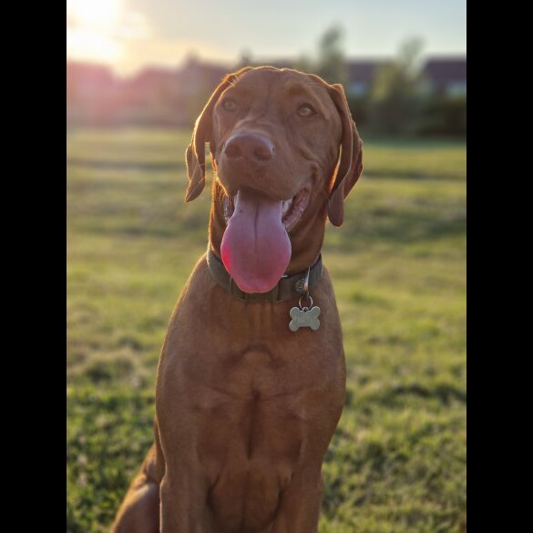 Hungarian Vizsla - Both