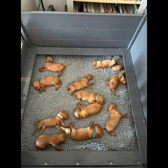 Hungarian Vizsla - Both