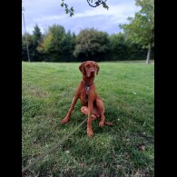 Hungarian Vizsla - Both
