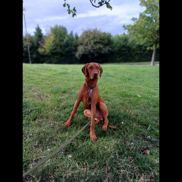 Hungarian Vizsla - Both