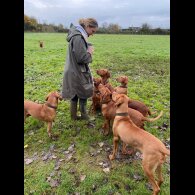 Hungarian Vizsla - Both