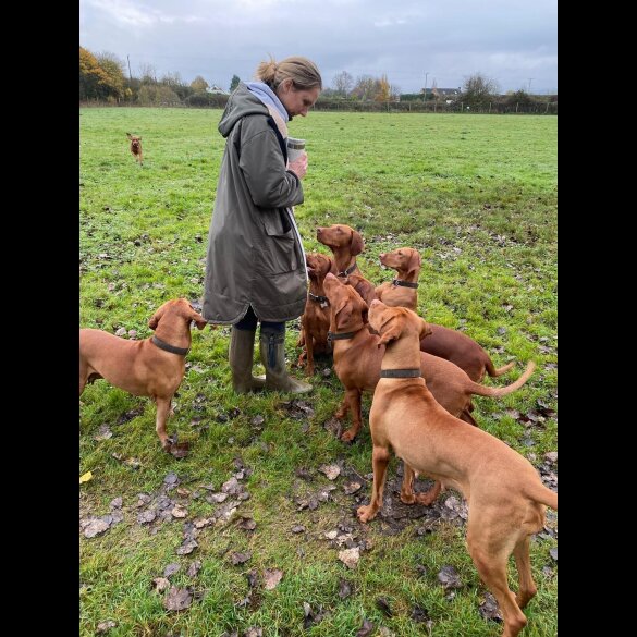 Hungarian Vizsla - Both