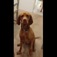 Hungarian Vizsla - Both