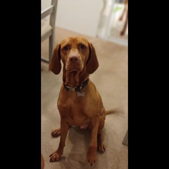 Hungarian Vizsla - Both