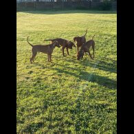 Hungarian Vizsla - Both