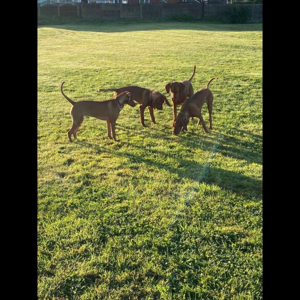 Hungarian Vizsla - Both