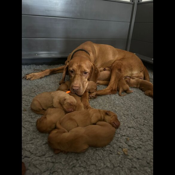 Hungarian Vizsla - Both