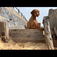 Hungarian Vizsla - Both