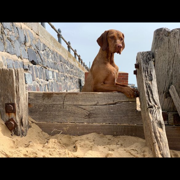 Hungarian Vizsla - Both