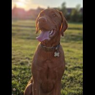 Hungarian Vizsla - Both
