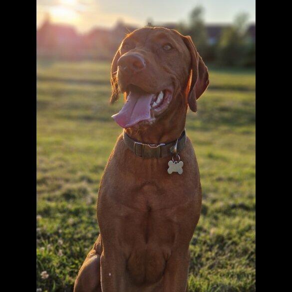 Hungarian Vizsla - Both