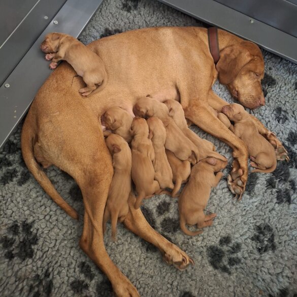 Hungarian Vizsla - Both